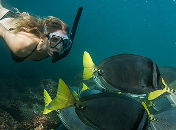 Go Galapagos snorkeling