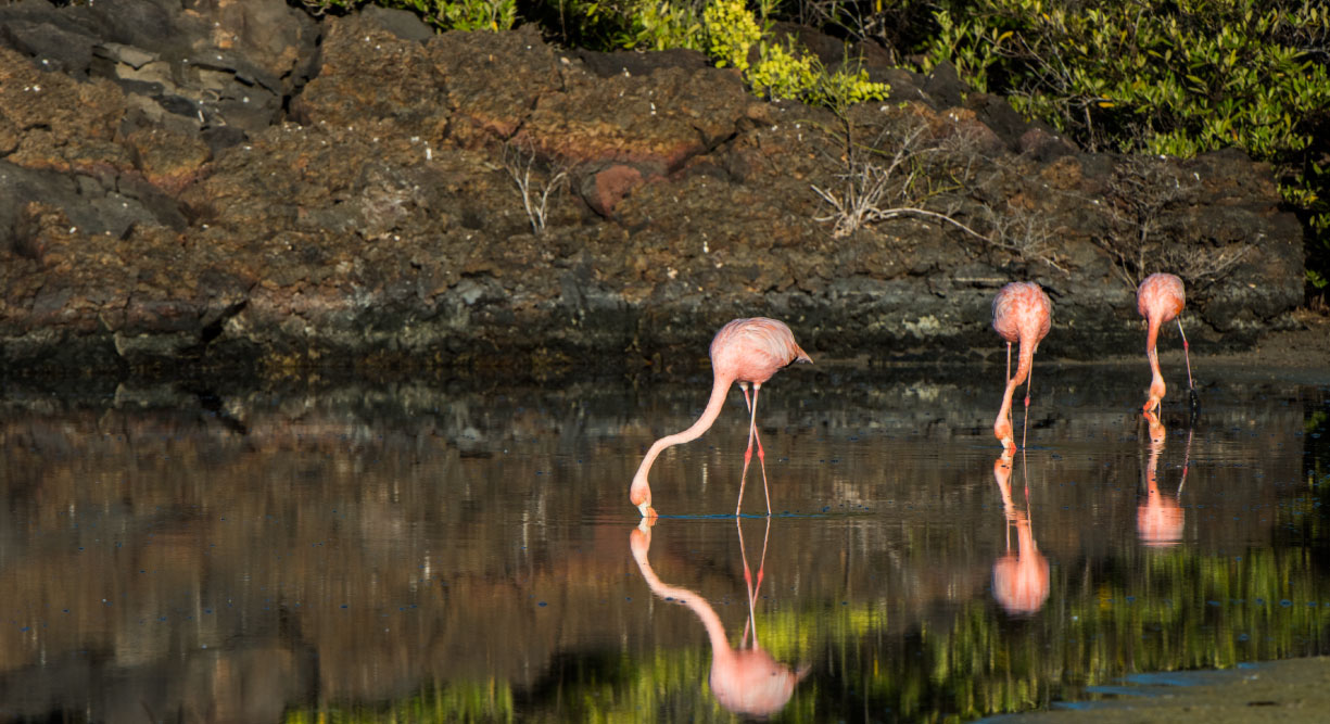 Bachas Beach - Santa Cruz in the Galapagos view of the laggon with flemings