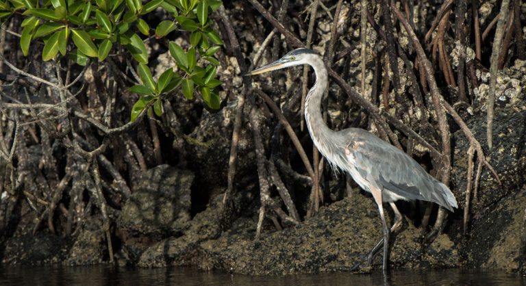 Black Turtle Cove - Santa Cruz in the Galapagos view of mangrove