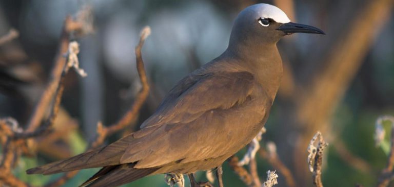 Galapagos Brown Noddies (Anous stolidus) Between branches