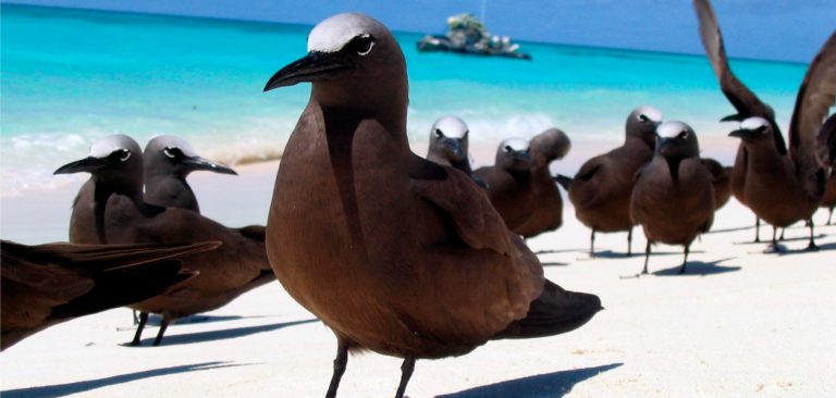 Group of Galapagos Brown Noddies (Anous stolidus) resting on the beah