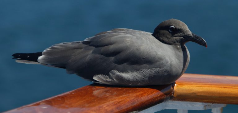 Galapagos Brown Noddies (Anous stolidus) resting on the rail