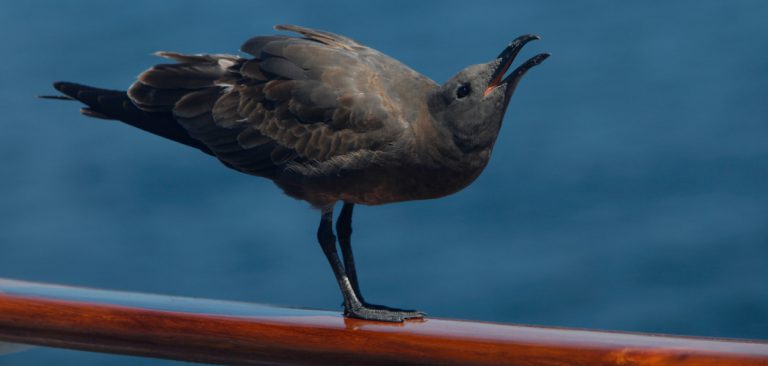 Galapagos Brown Noddies (Anous stolidus) standing on the rail