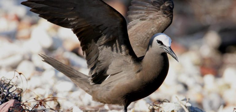 Galapagos Brown Noddies (Anous stolidus) with wings open between stones