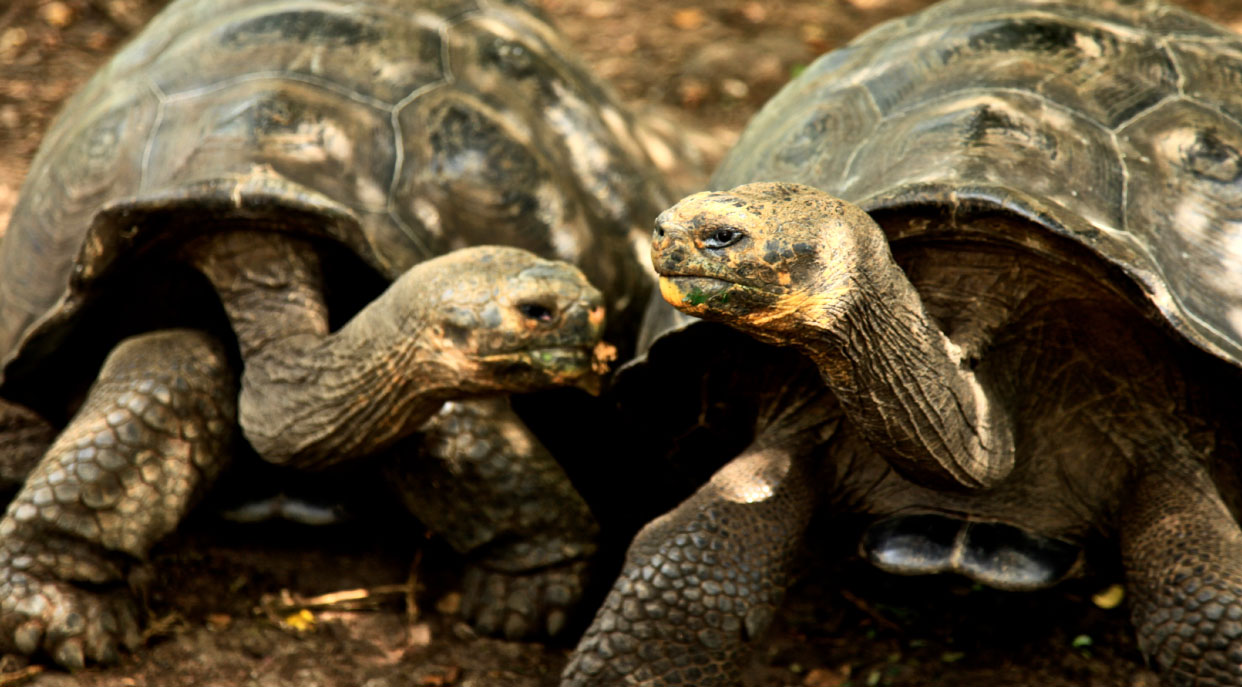 Cerro brujo - San Cristobal in the Galapagos Islands, view of a giant tortoises remaining in their habitat