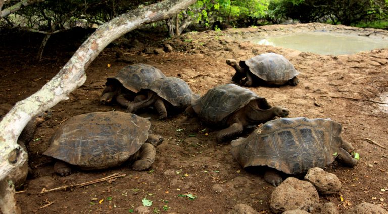 Cerro colorado - San Cristobal in the Galapagos Islands, view of a giant tortoises remaining in their habitat