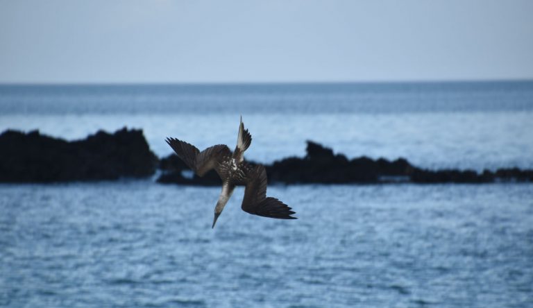 Cerro Brujo - San Cristobal in Galapagos Islands, Blue footed boobie fishing