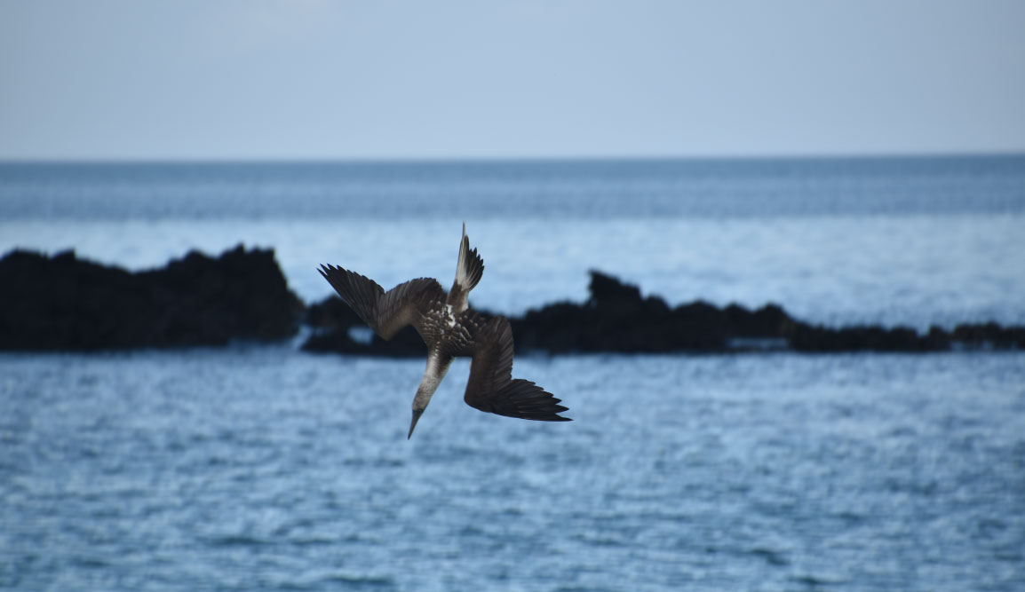 Cerro Brujo - San Cristobal in Galapagos Islands, Blue footed boobie fishing