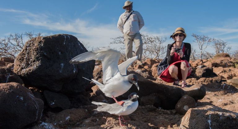 Dragon Hill - Santa Cruz in the Galapagos Islands, view of volcanic beach and tourist watching the seagulls