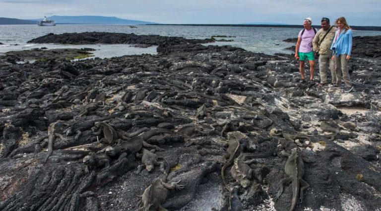 Espinoza Point, Marine iguanas in the beach with tourist