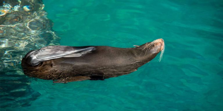 Galapagos Fur Seal