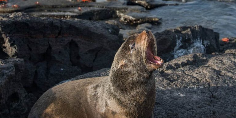 Galapagos Fur seal