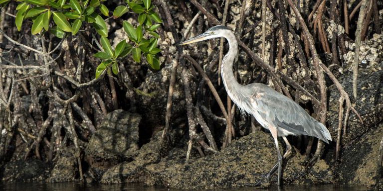 Galapagos Great Blue Heron wading