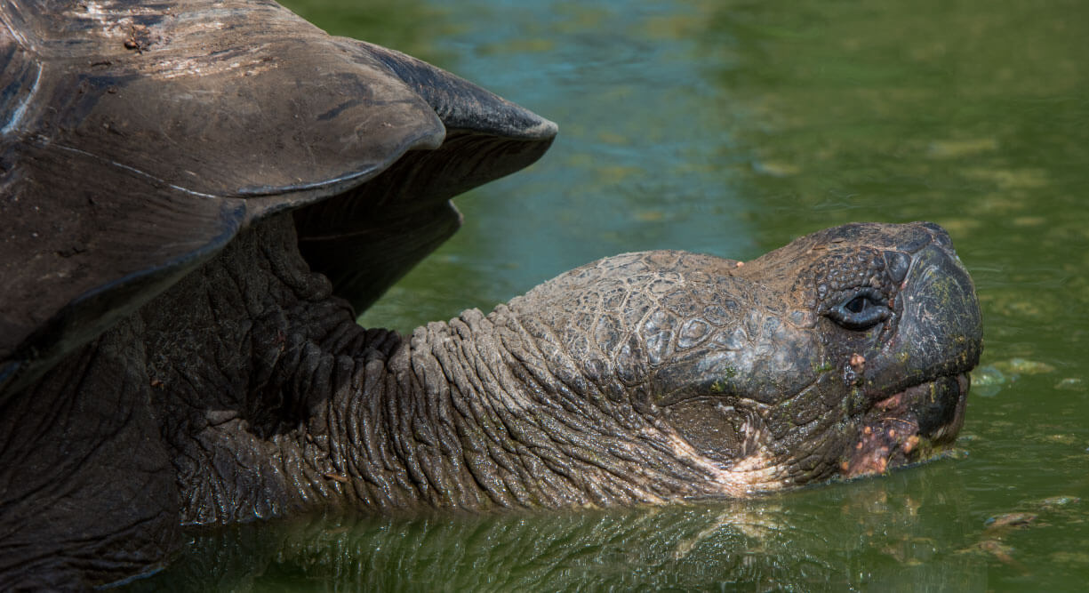 Highlands - Santa Cruz in Galapagos view of a Giant tortoise