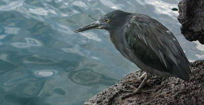 Lava heron, Galapagos - Ecuador