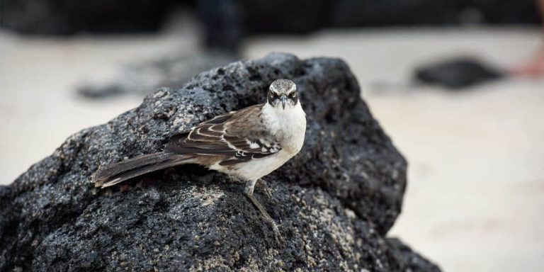 Galapagos Mockingbird