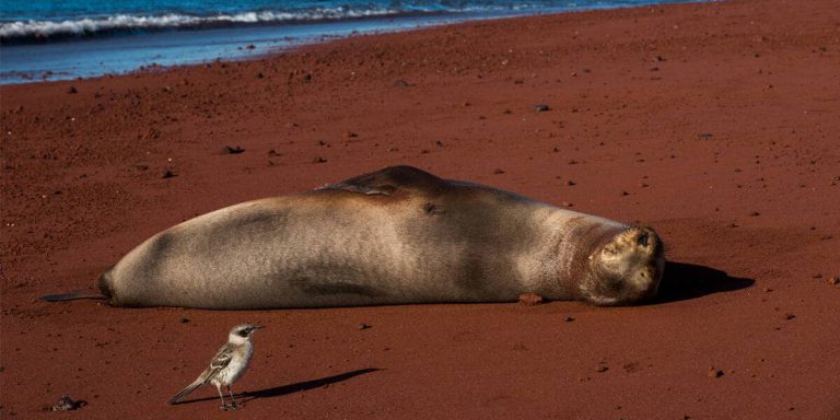 Galapagos Mockingbird with a sea lion symbiosis