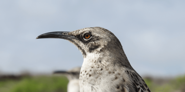 Galapagos Mockingbird