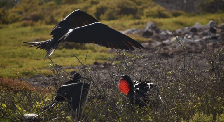 North Seymour in Galapagos Islands view of the frigates dance