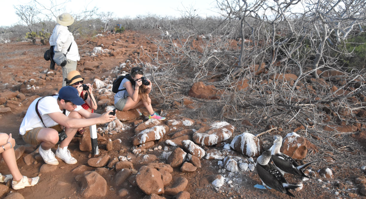 North Seymour in Galapagos Islands with tourist looking a seagull and others seabirds