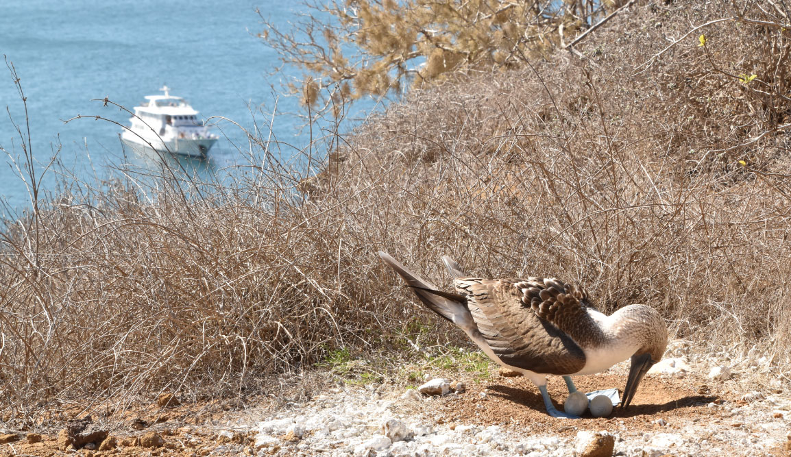 Pitt Point - San Cristobal in Galapagos Islands, view of a blue footed boobie in a rock