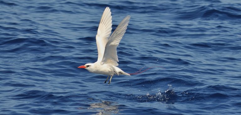 Red-billed Tropicbird, coming out of the water flying in Galapagos Islands