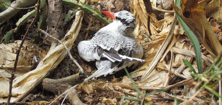 Red-billed Tropicbird, Resting between dry leaves in Galapagos Islands