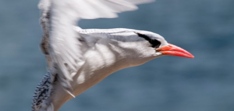 Red-billed Tropicbird flying in the Galapagos Islands