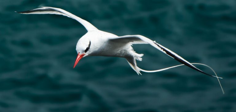 Red-billed Tropicbird, watching down as it flies in Galapagos Islands