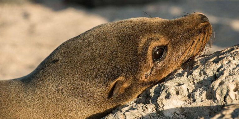 Galapagos Sea Lion