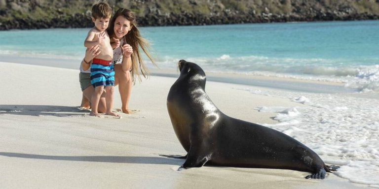 Galapagos fearless sea lion in Española, Gardner Bay