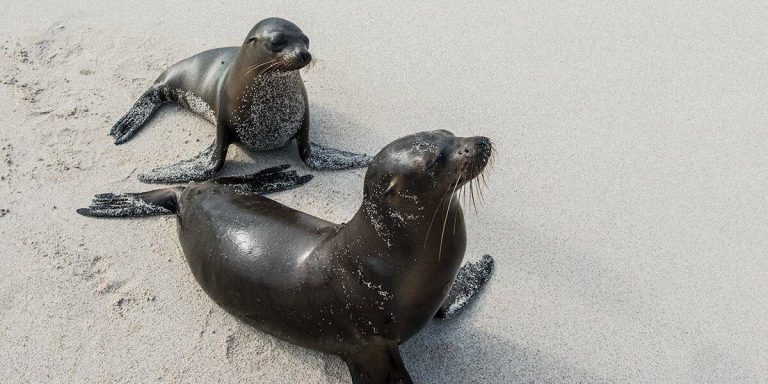 Galapagos Sea Lion