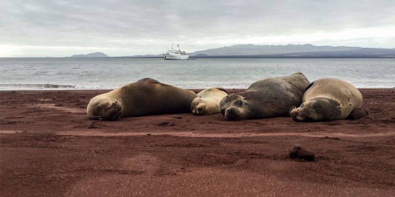 Galapagos sea lions resting in Rabida