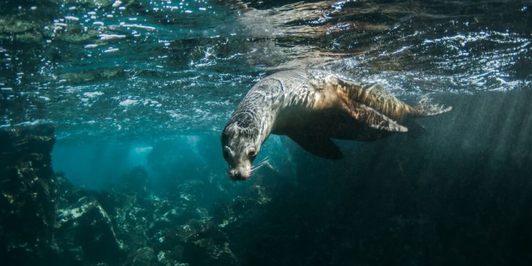 Galapagos Sea Lion