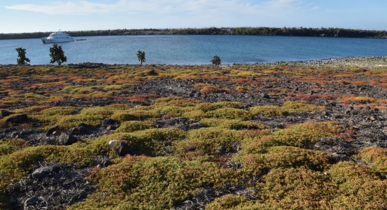 South Plaza in the Galapagos Islands Landscape view of the sea and vegetation