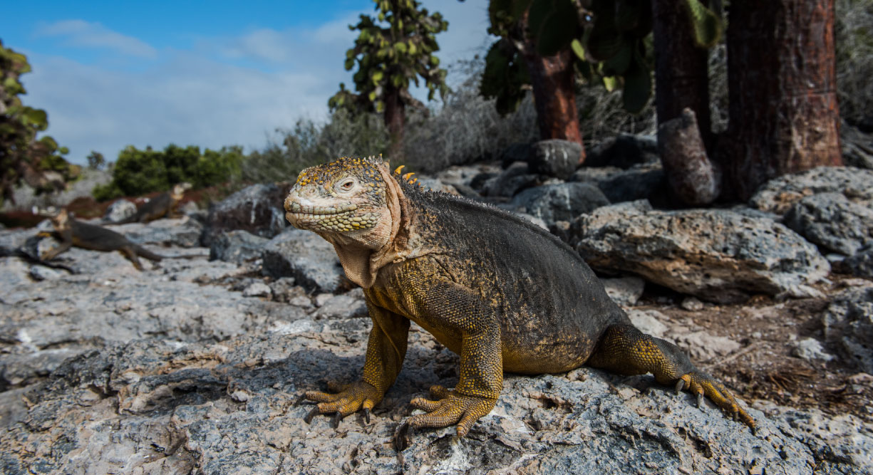 South Plaza landscape view of a land iguana in a rock