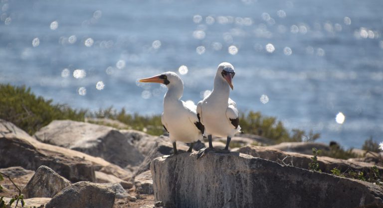 Suarez Point - Española in Galapagos Island view of a masked boobies