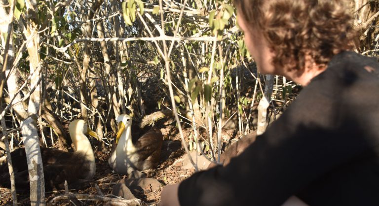 Suarez Point - Española in Galapagos Island, tourist looking the albatroses