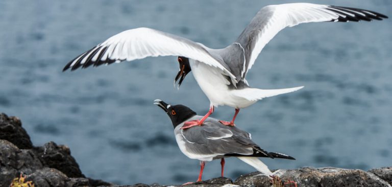 Swallow-tailed Gulls (Larus furcatus) mating on the rocks with the sea background