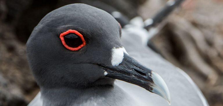 Galapagos Islands, Swallow-tailed Gull eye close up