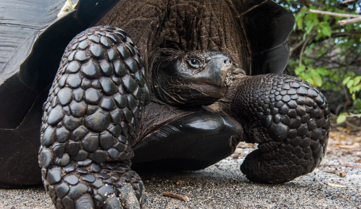 Urbina Bay - Isabela in the Galapagos view of a giant tortoise