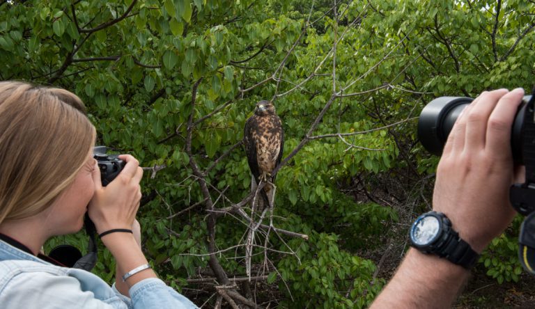 Urbina Bay - Isabela in the Galapagos with tourist taking pictures to Galapagos falcon