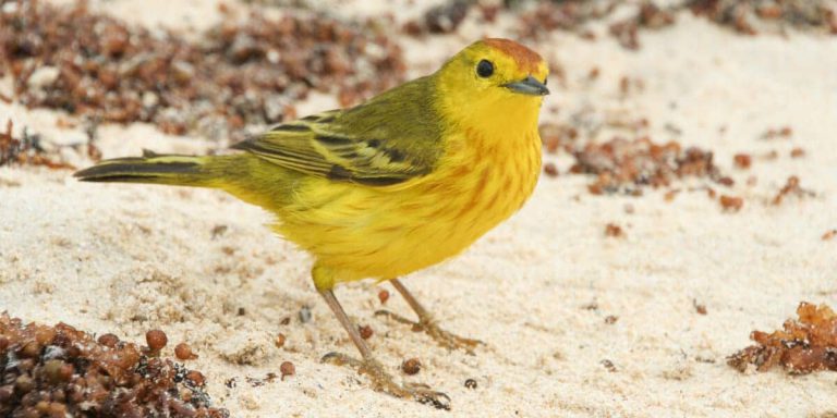 Galapagos Yellow Warbler, Darwins Yellow Finch