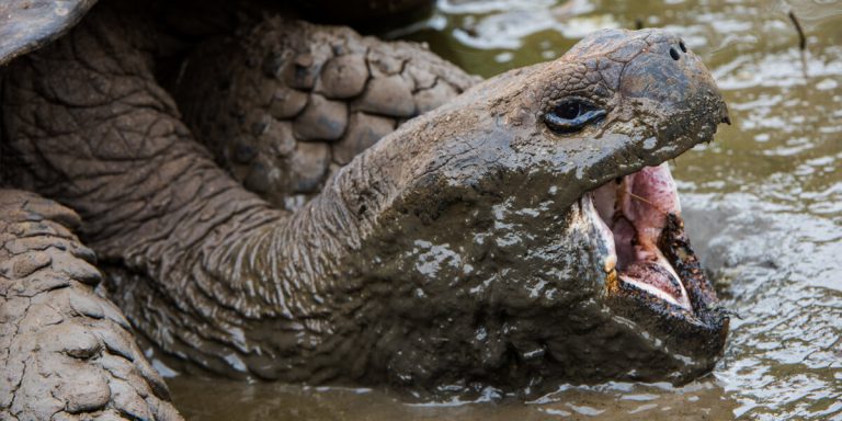 Giant Tortoise resting in the mud