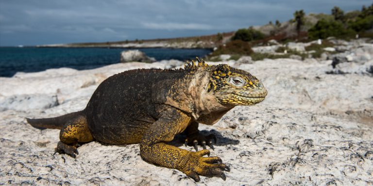 Land Iguana Galapagos Ecuador