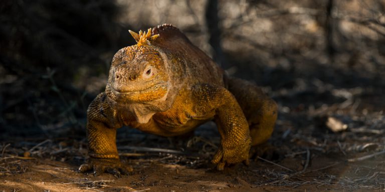 Land Iguana Galapagos - Ecuador