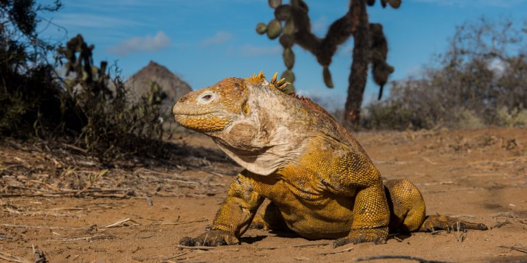 Land Iguana Galapagos - Ecuador