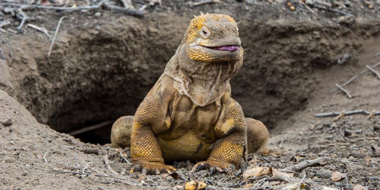 Land Iguana in Galapagos Islands