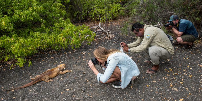 Fearless Land Iguana in Galapagos Islands