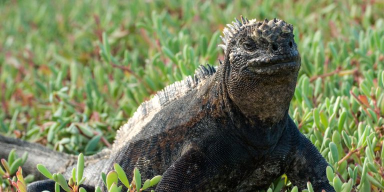 Marine Iguana Galapagos Ecuador